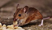 24 Hour & Emergency Exterminators in Auburn, WA